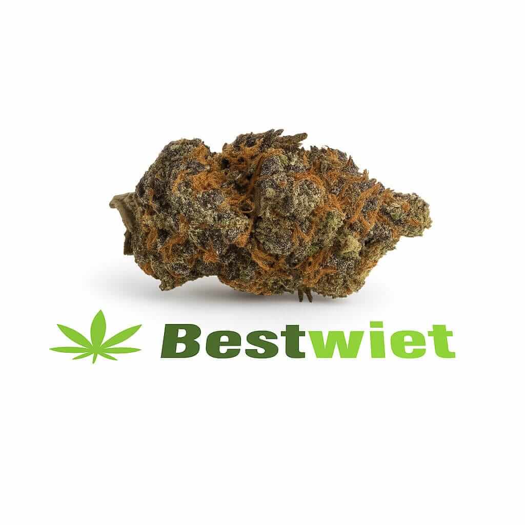 Sunset Sherbert kopen